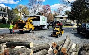 Best Tree Risk Assessment  in Zeigler, IL