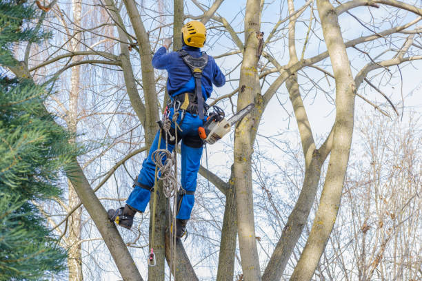 Best Arborist Consultation Services  in Zeigler, IL