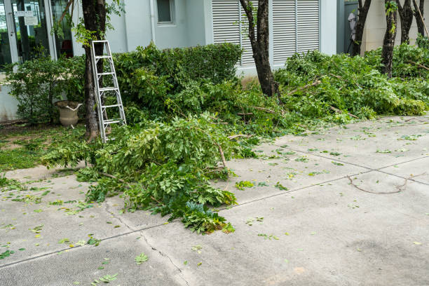 Best Storm Damage Tree Cleanup  in Zeigler, IL