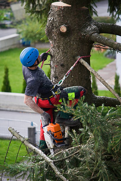 How Our Tree Care Process Works  in  Zeigler, IL