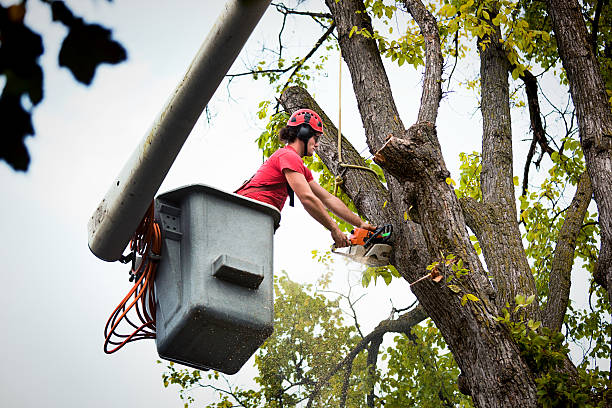 Zeigler, IL Tree Services Company