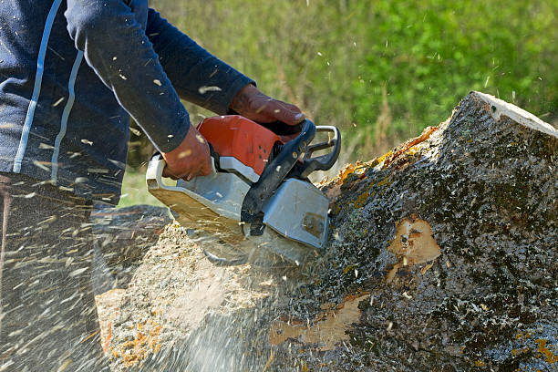 Best Hedge Trimming  in Zeigler, IL